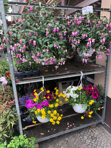 Blumen-Dörrfeld - Thumbnail