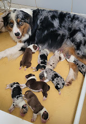 Photo n°6 de La Wooferie à Langonnet (Éleveur de chats)