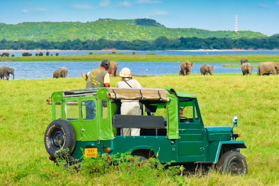 Minneriya National Park SAFARI, Author: Primal Nilhan Fernando