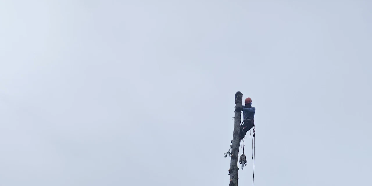 Two Brothers Tree Service and Landscaping