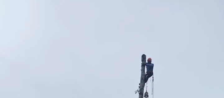 Two Brothers Tree Service and Landscaping