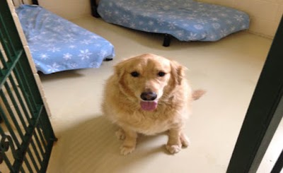 Photos of PetSuites Pet Resort & Spa