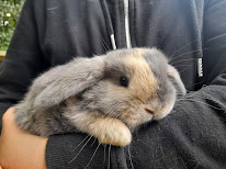 La Ferme d'Ora Elevage de Lapins Nains à Noyal-Muzillac