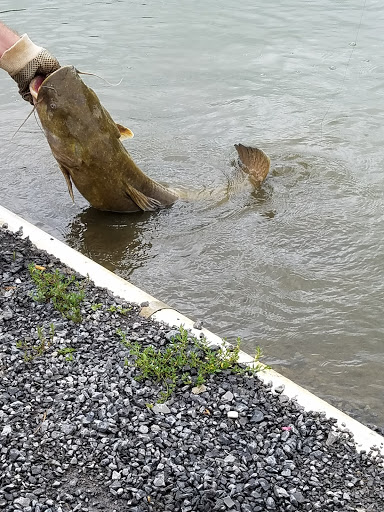 Reel Catch, LLC - Thumbnail