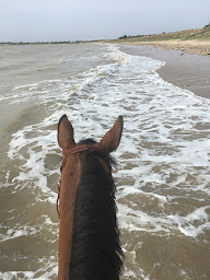 Photo n°7 de LA MAISON DU PONEY à Dompierre-sur-Mer (Centre équestre)