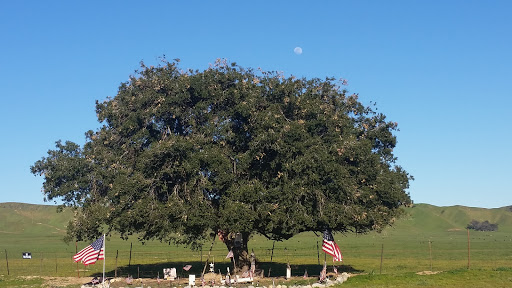The Patriot Tree - Thumbnail
