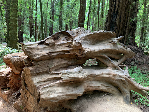 Colonel Armstrong Tree - Thumbnail