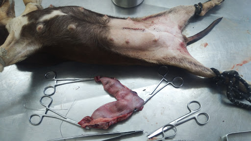 Clinica Veterinaria Victoria