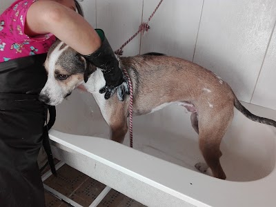 Photos of PUPPIES VET