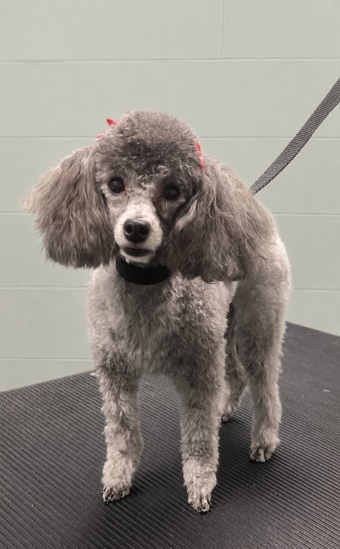 Noah's Brandywine Animal Hospital