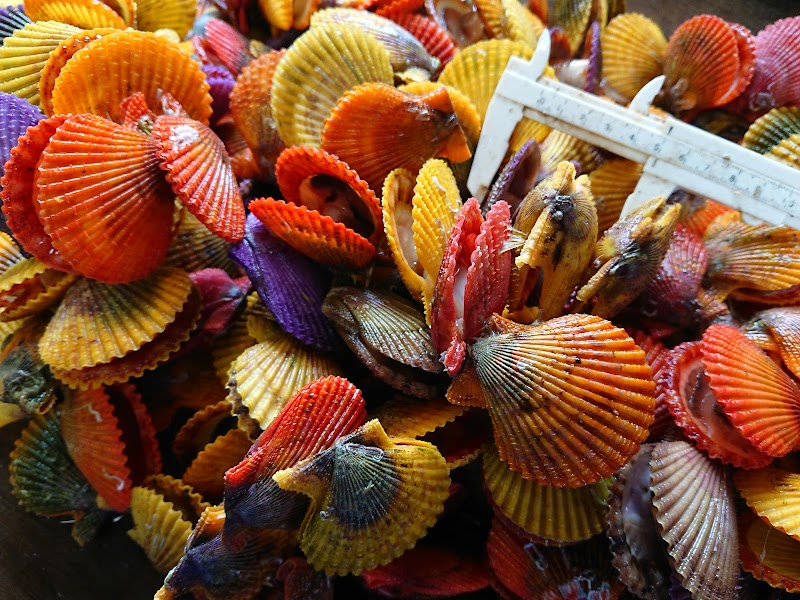 由良のアワビ屋(アワビ・ヒオウギ貝等の販売）