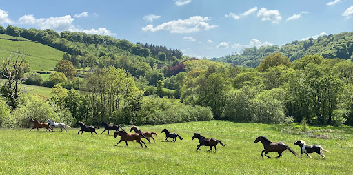Candletrees Equestrian