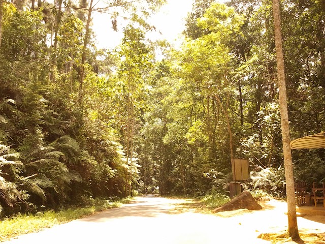 Sinharaja Rain Forest
