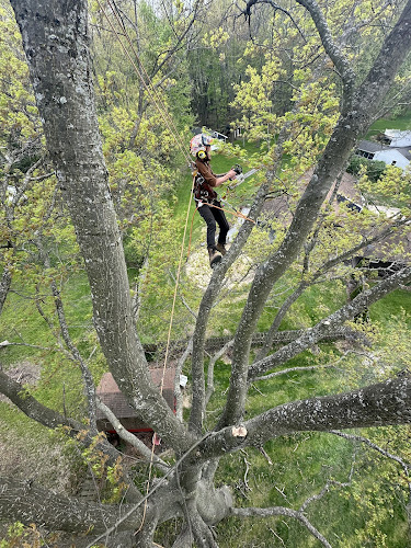 Heritage Roots Tree service