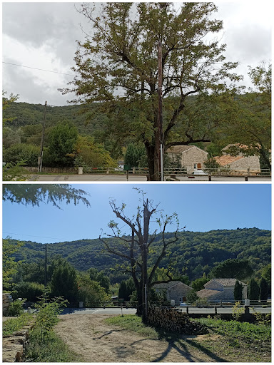 Photo de Élagage et entretien de jardin - Joffrey Martel à Rochegude (26790)