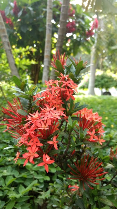 Photos of Guadua Park