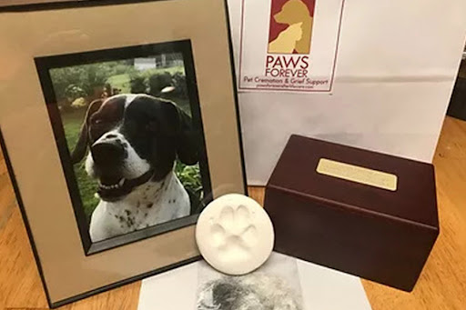 Paws Forever - Visual