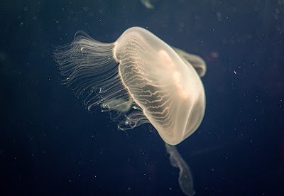 St. Louis Aquarium at Union Station