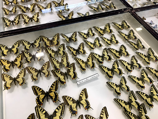 Entomodena - Visual