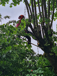 Photo n°9 de Au Gré Des Arbres à Sigonce (Service d'élagage)