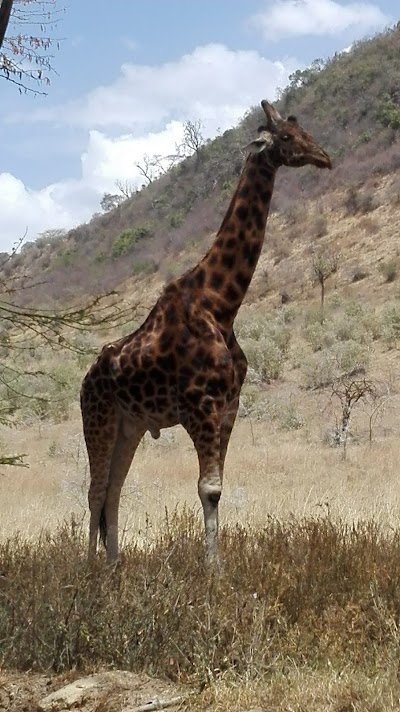 Photos of Nakuru Park