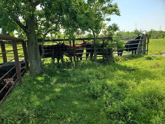 Law Ranch Cattle Company by null