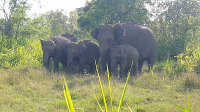 Photos of Jeep Safari for Elephants
