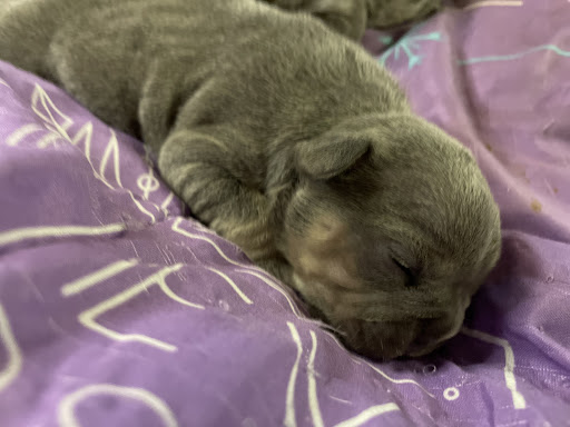 Divinity Kennels - Visual