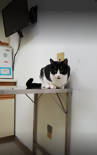 Derry Road Animal Hospital - Thumbnail