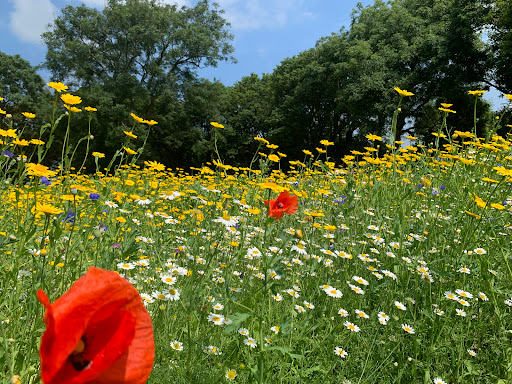 Pembrokeshire Sunflowers Gallery - United Kingdom