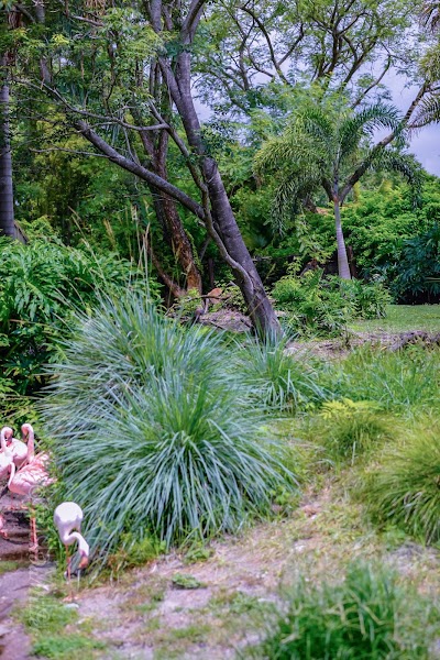 Lesser Flamingo Exhibit