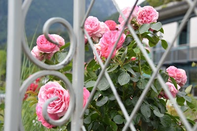 Photos of H. Gr&uuml;nenfelder AG Gartenbau und Gartencenter