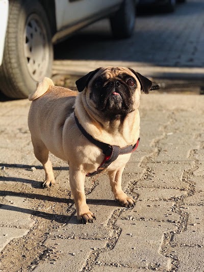 Dogtor Veteriner Kliniği ve Evcil Hayvan Oteli