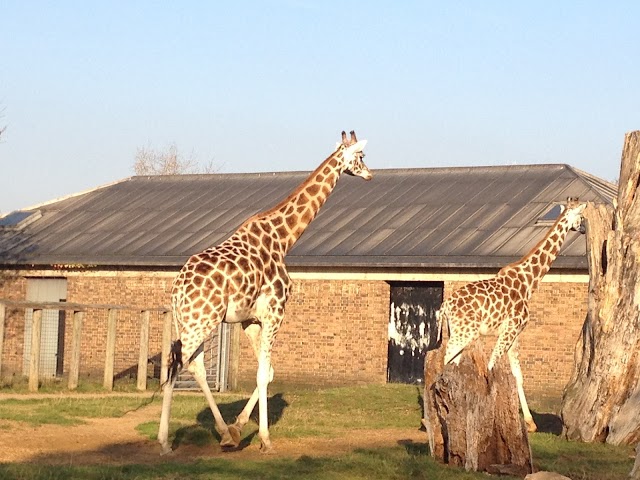 Zoo de Londres