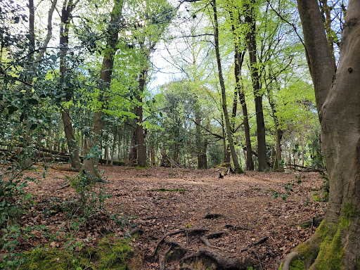 Southborough Common - Thumbnail