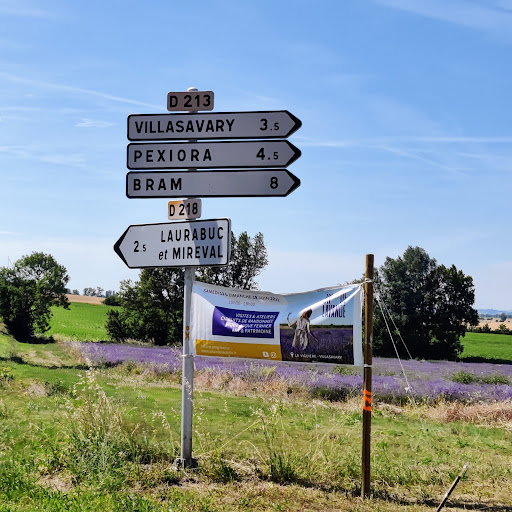 Champs de lavande - Thumbnail