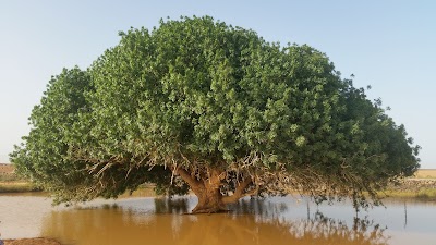 Photos of Tree of Bakieoah - The Blessing Tree, named Sahabi, at Ajraq, Jordan