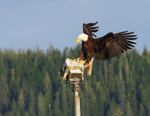 Wrangell Harbor Master - Visual