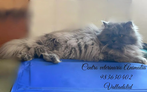 Centro Veterinario Animalia