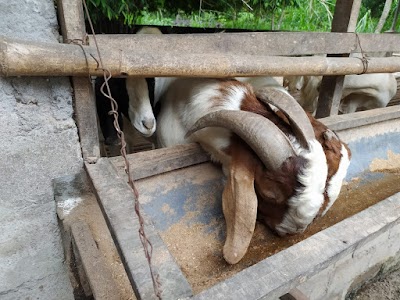 Photos of The Giant Boer Hexagon Farm Indonesia