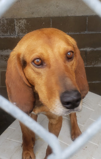 Wayne County Humane Society - Thumbnail