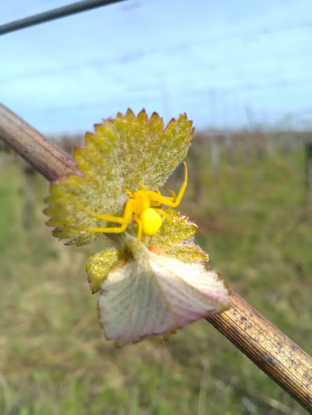 Lissner - Vins d'Alsace libres, sauvages et bio