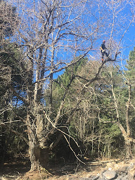 Photo n°1 de DRC Des Racines à la Cime à Serra-di-Scopamène (Service d'élagage)