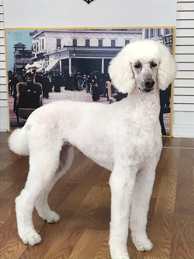 PET POINT - Visual