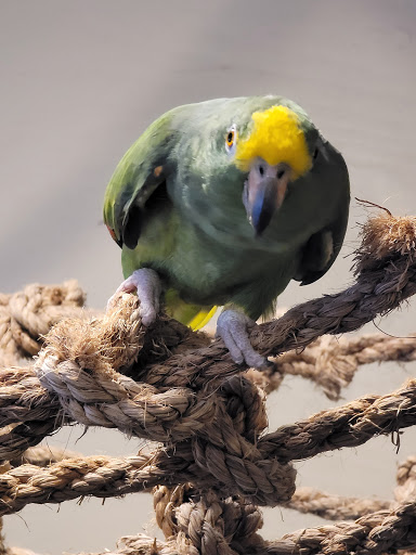 Parrot Partners Canada - Thumbnail