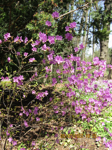 McGill Macdonald Garden - Thumbnail