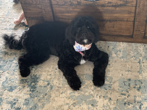 Pet Creations Gallery - United States