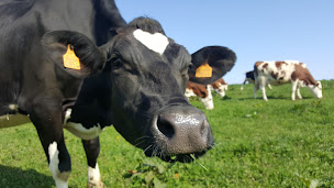 Photo n°2 de Earl Larruhat (Glasson) à Asson (Ferme)