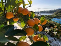 みかんの駅 髙橋果樹園 三角みかん直売所