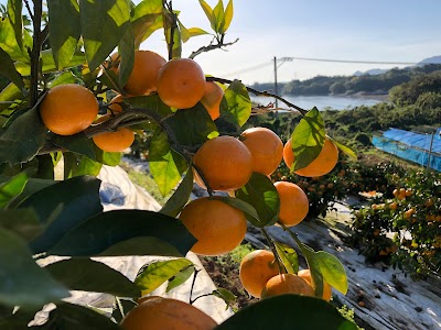 みかんの駅 髙橋果樹園 三角みかん直売所
